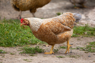 animals in their environnements 