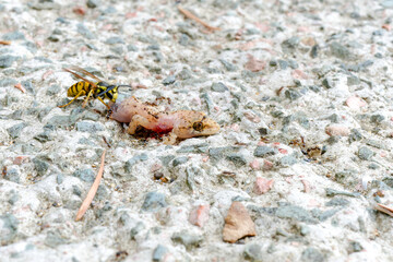 Ants and bee eating dead lizard body on the floor. 
