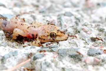 Ants eating dead lizard body on the floor

