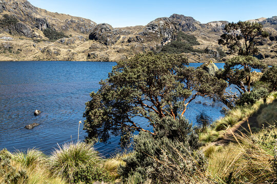 Polylepis tree or Paper tree at the Toreadora lake coast at National Park El Cajas, Andean Highlands, Azuay province, Ecuador.