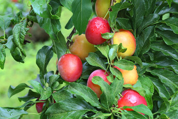 Ripe plums on the tree in the garden