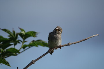 female house sparrow (Passer domesticus)