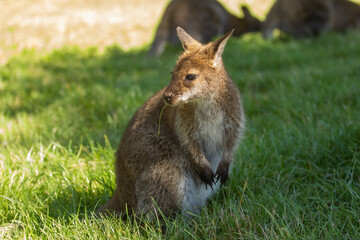 animals in their environnements 