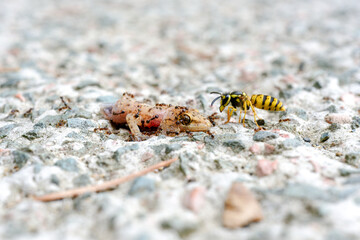 Ants and bee eating dead lizard body on the floor. 
