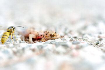 Ants eating dead lizard body on the floor
