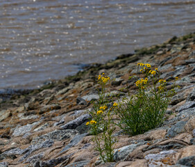 gräser mit dem fluss ems als bokeh