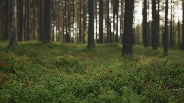 Slow motion gimbal shot of pine forest with lots of moss and berries