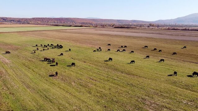 Buffalo herd graze in a field at sunny day in Ukrainian Carpathians drone footage
