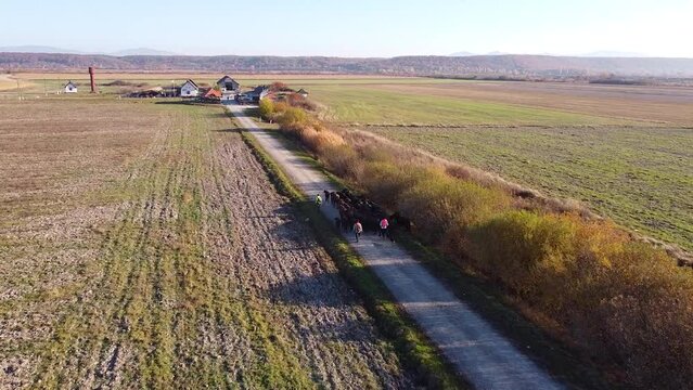 Three shepherds with their dogs drive domestic buffalos to a farm in the evening in Ukrainian Carpathians - drone footage