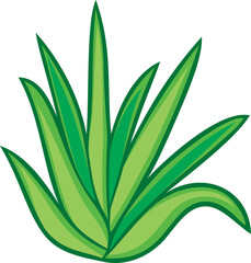 Aloe vera plant png illustration
