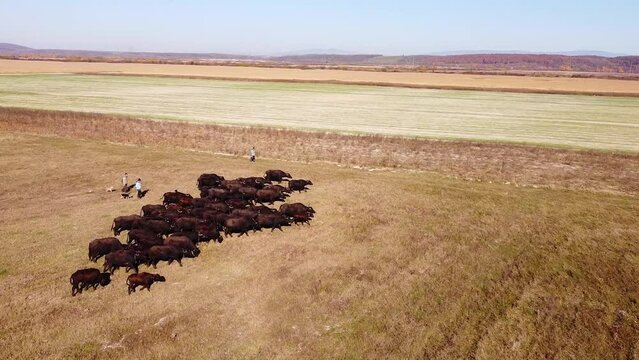 Dron footage of buffalo herd walk to pasture with shepherds and dogs in autumn fields of Ukrainian Carpathians