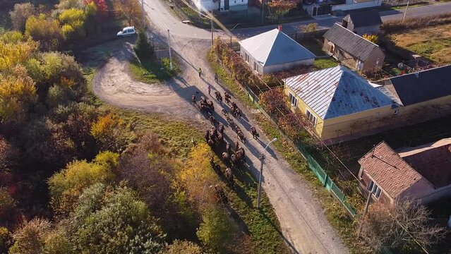 Shepherds drive a herd of cattle through the village back to the farm in Ukrainian village - aerial drone footage