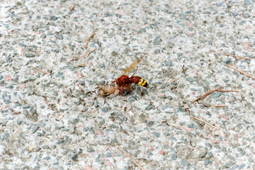 Ants and bee eating dead lizard body on the floor. 
