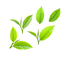 Set of tea leaves isolated on transparent png