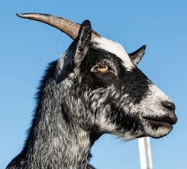 Nigerian Dwarf Goat