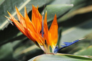 Flower of Bird of Paradise (Strelitzia reginae)