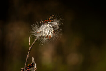 Milkweed pods spill their seeds