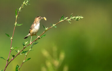 Brown fantail warbler in the garden