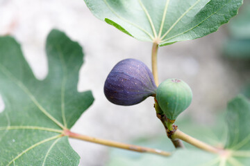 Turkish wild natural fig planted. Istanbul. Turkey.