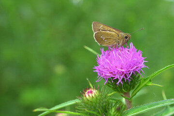 アザミの蜜を吸うイチモンジセセリ