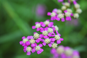 紫色のセイヨウノコギリソウ