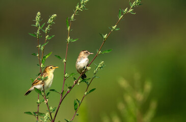 Brown fantail warbler in the garden