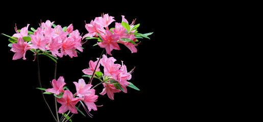 Pink rhododendron flowers on black background