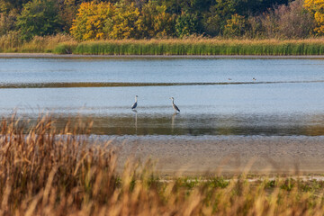 Naklejka na ściany i meble Two gray herons stand in the water of a pond.