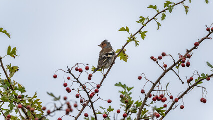 Fringilla coelebs - Chaffinch - Pinson des arbres sur Crataegus monogyna - Common hawthorn - Aubépine monogyne