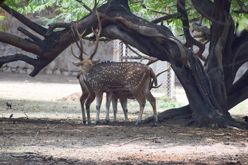 Spotted deer is standing under a tree
