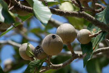 Jenipapo (Genipa americana) is the fruit of the jenipapo tree, a tree that reaches twenty meters in height and belongs to the Rubiaceae family.