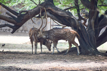 Spotted deer is standing under a tree
