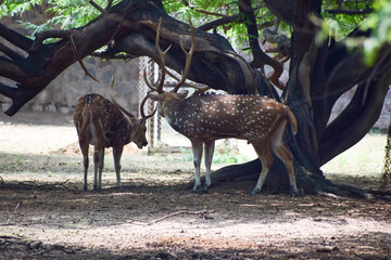 Spotted deer is standing under a tree