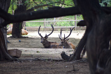 Spotted deer is standing under a tree