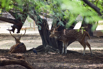 Spotted deer is standing under a tree