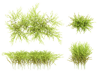 3d Render Brush Tree Isolated  on white