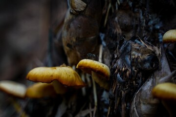 Beautiful yellow wild mushrooms can be dangerous if ingested.