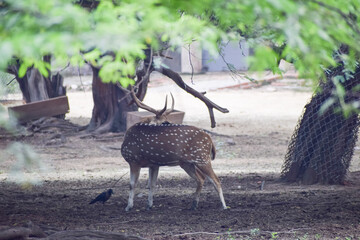 Spotted deer is standing under a tree