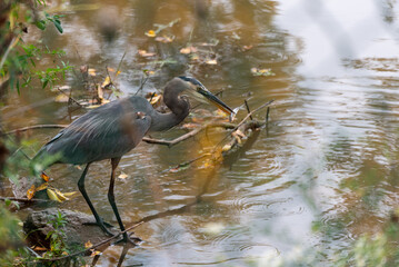 A Great Blue Heron With Fish In Mouth After Catching It