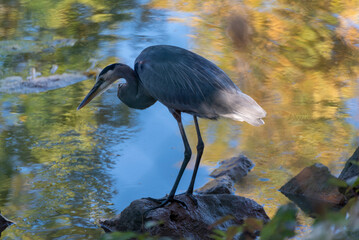 A Great Blue Heron Standing On A Rock In The River