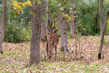 Fototapeta na wymiar White-Tailed Deer In Fall Woods