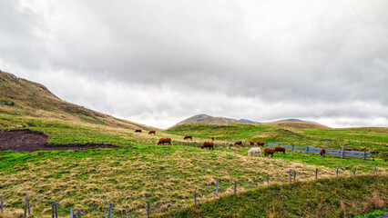 Fototapeta na wymiar troupeau de vaches dans les monts d'Auvergne