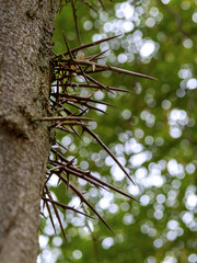 Amerikanische Gleditschie (Gleditsia triacanthos), Parkbaum sehr stachelig