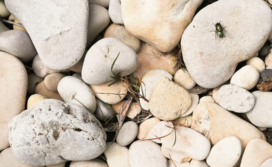 green fly sits on a light stone