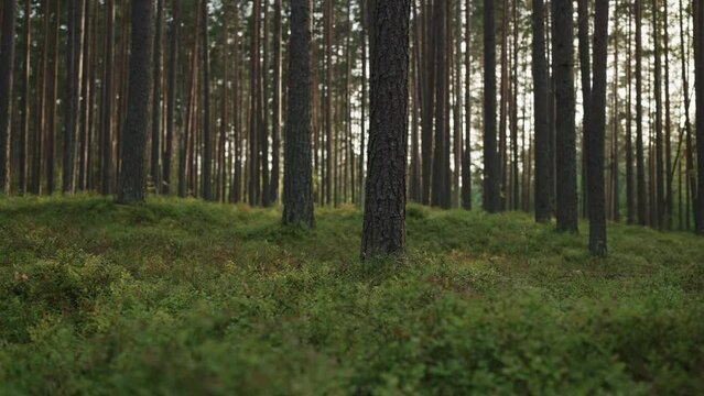 Slow motion gimbal shot of pine forest with lots of moss and berries