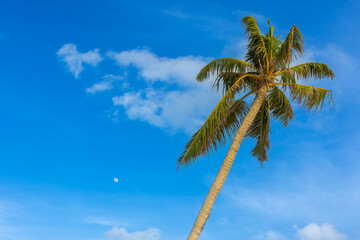 Obraz premium Maldives: turquoise lagoon sea with palm tree, beautiful sandy beach and blue sky, Ari Atoll