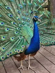 Azul real 