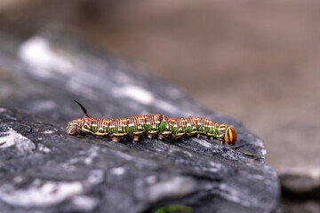 a interesting colorful butterfly caterpillar,a sphinx pinastri, with a black horn on the back, in the garden at a summer day