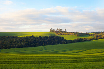 Landscape Soy Bean Fields - agriculture Paraná Brazil