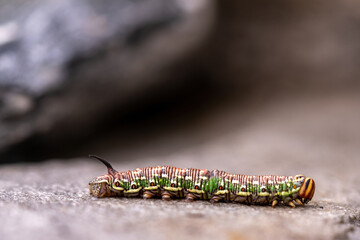 a interesting colorful butterfly caterpillar,a sphinx pinastri, with a black horn on the back, in...